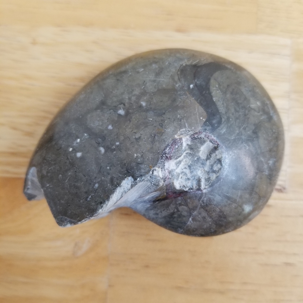 ✅NWOT Rare Collectible Nautilus Ammonite Fossil Vintage Rare Collectible 1128 - Picture 4 of 8